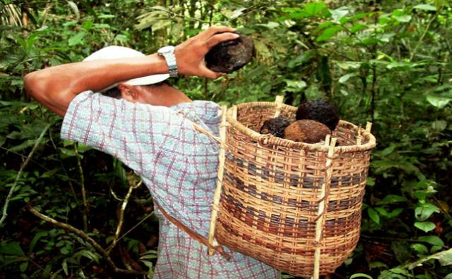 castanha 2
